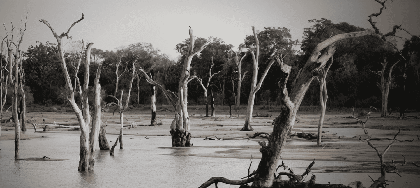Flooded forest area with dead trees and water, highlighting flood risk and flood zone impact.