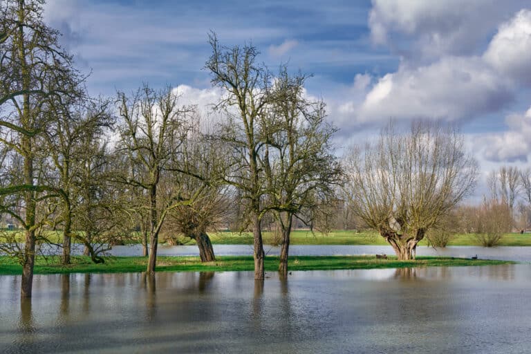 Flooded area with trees and water, highlighting flood risk and flood insurance needs.