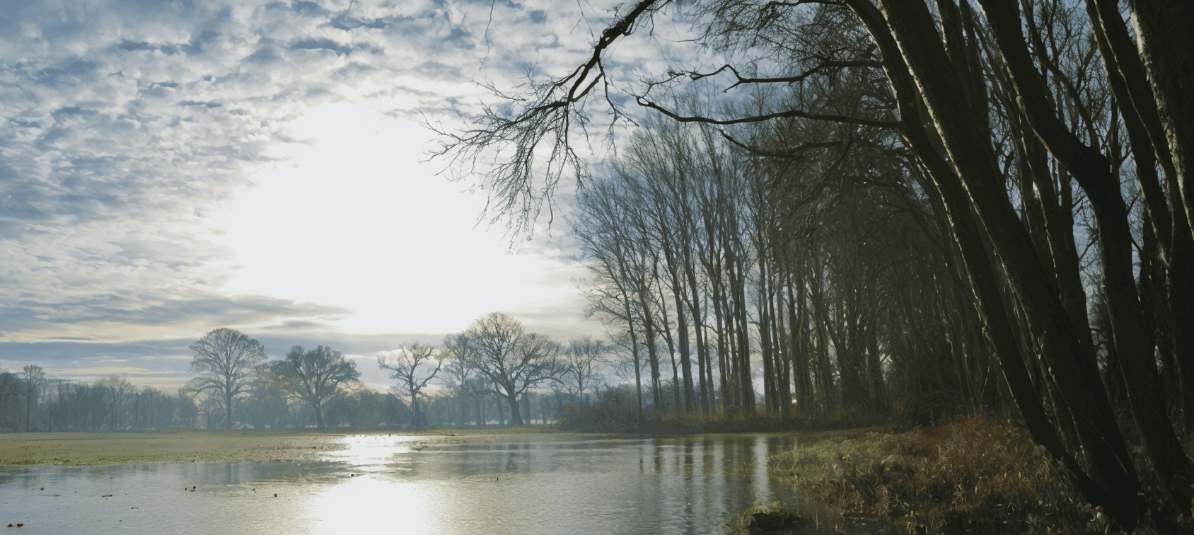 Flood risk area with trees and water, FEMA flood maps, flood insurance concepts.